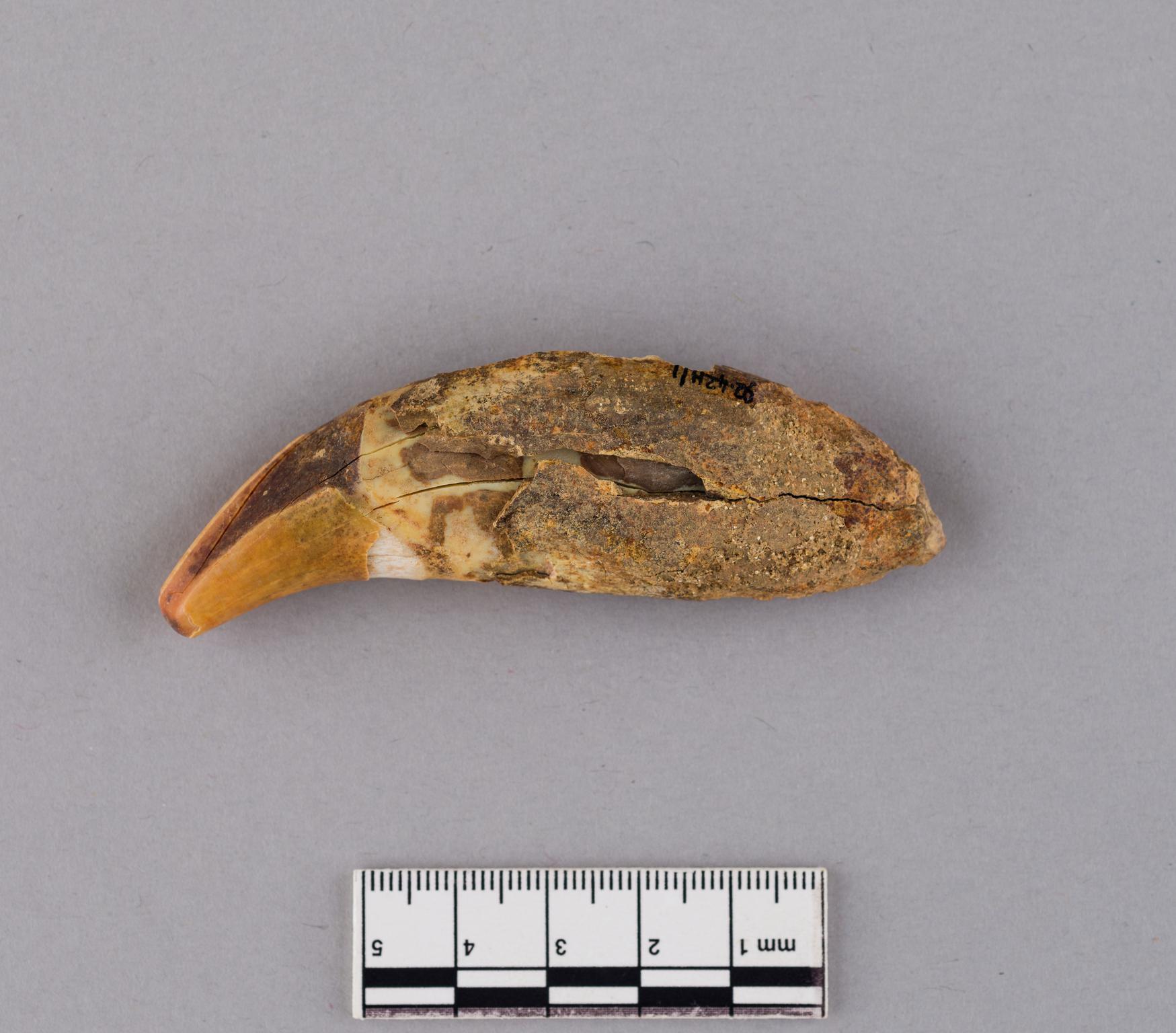 Pleistocene brown bear tooth