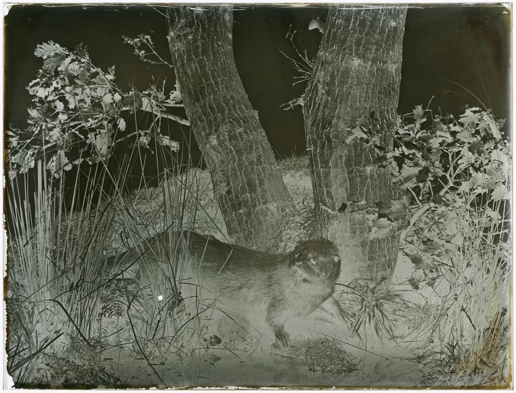 Otter, glass negative