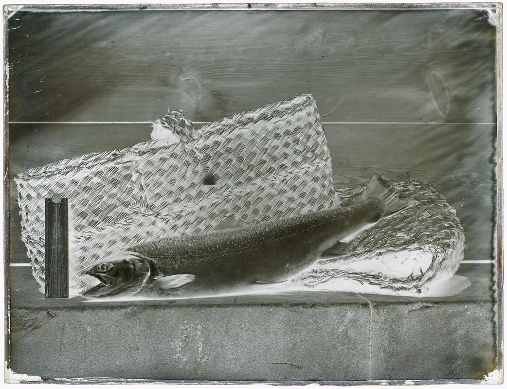 Sewin, glass negative