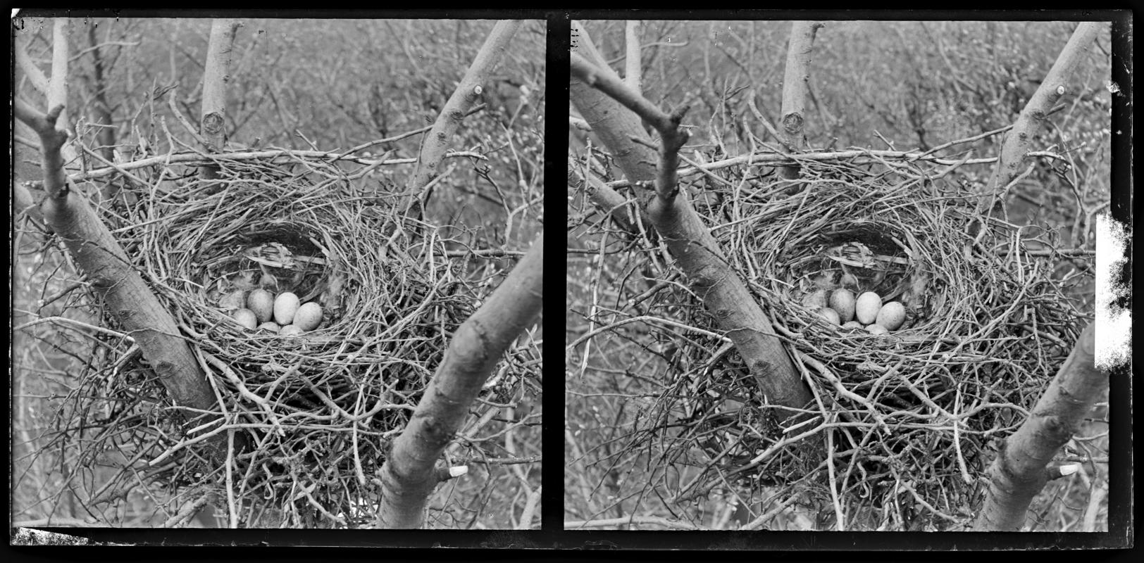 Carrion Crow nest, glass negative