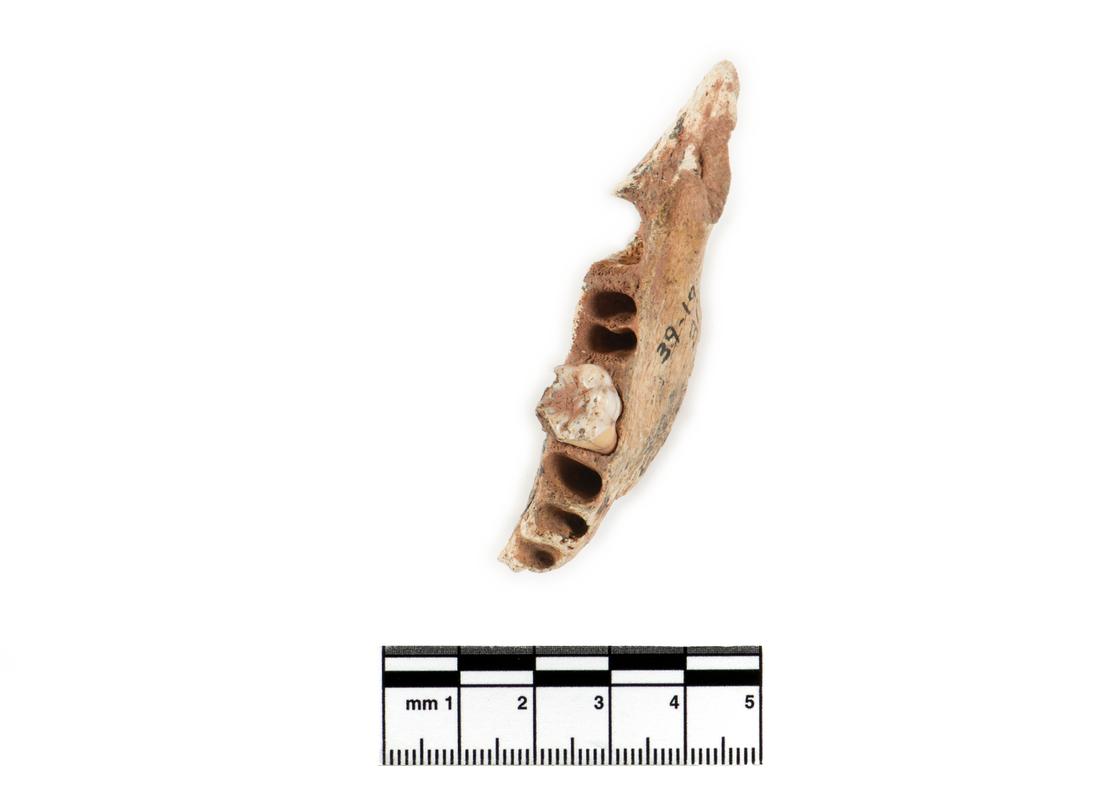 Neolithic human remains