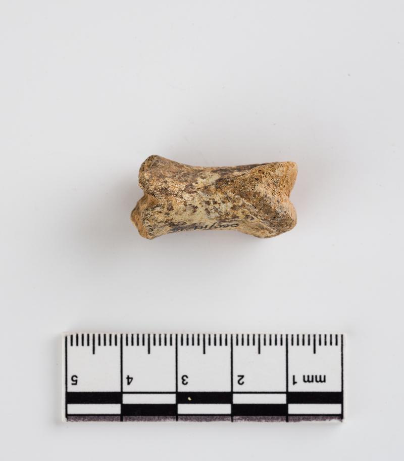 Pleistocene reindeer bone