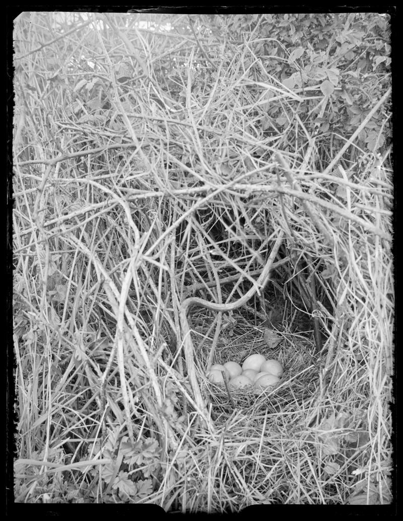 Pheasant nest, glass negative