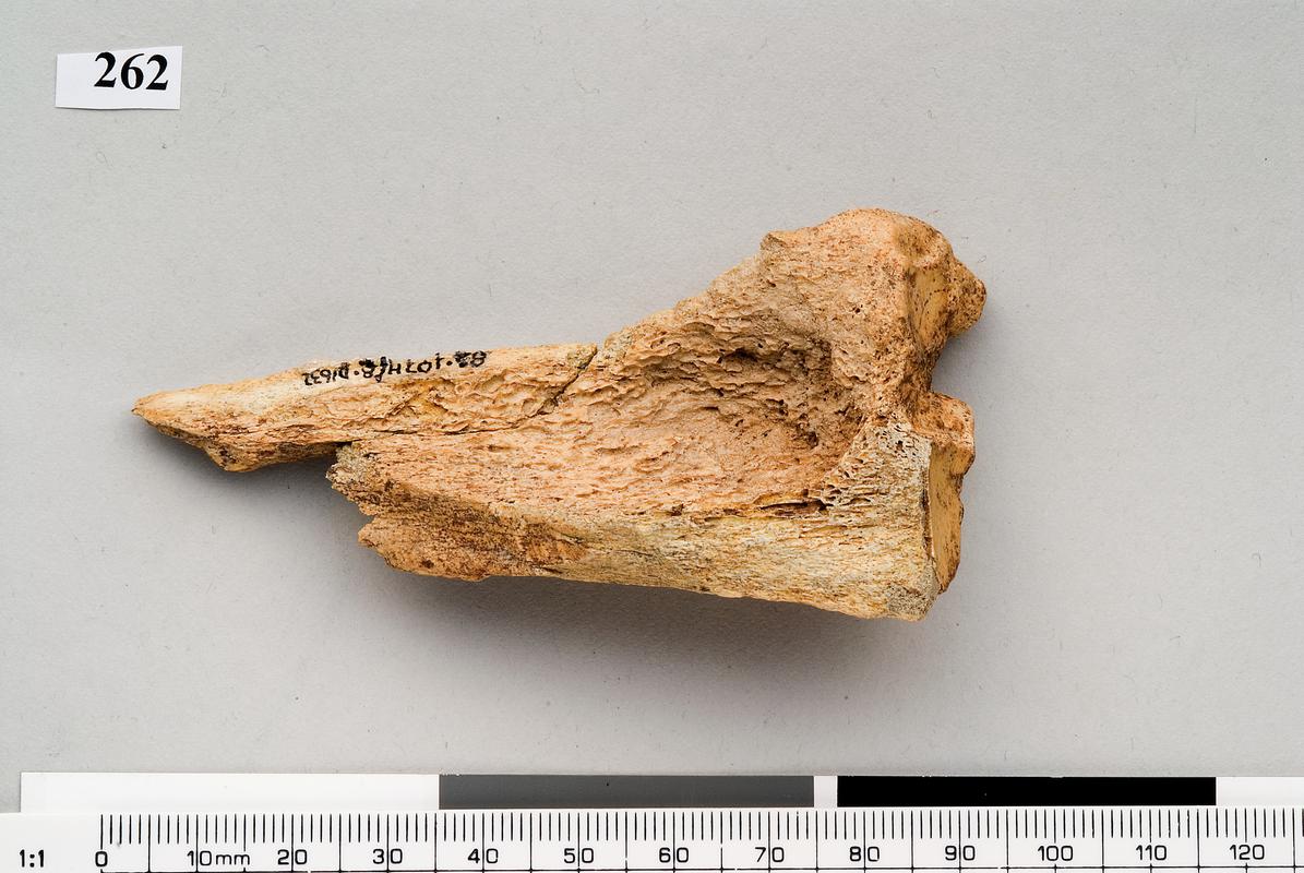 Pleistocene horse bone . Pontnewydd Cave