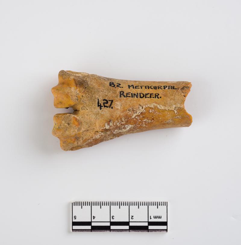 Pleistocene reindeer bone