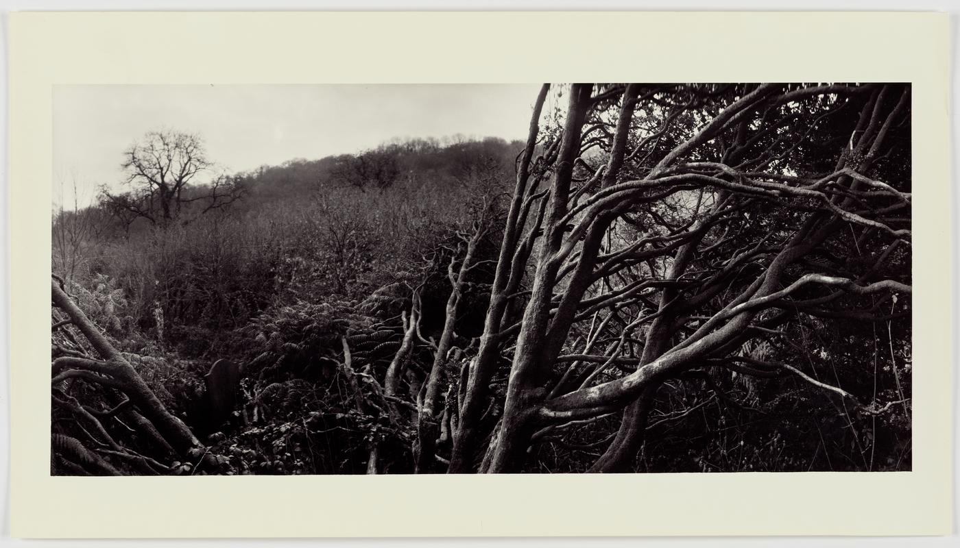 Gravestone, Trees, Prescelly Mountains 1977