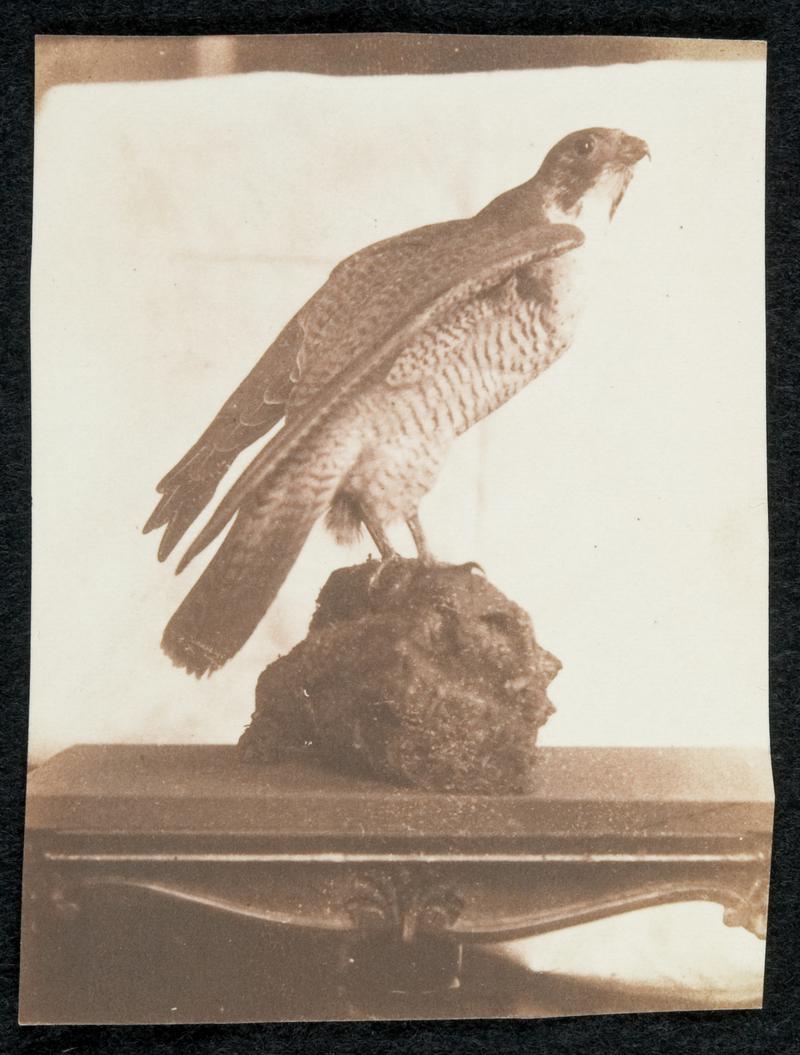 Stuffed hawk on table, photograph