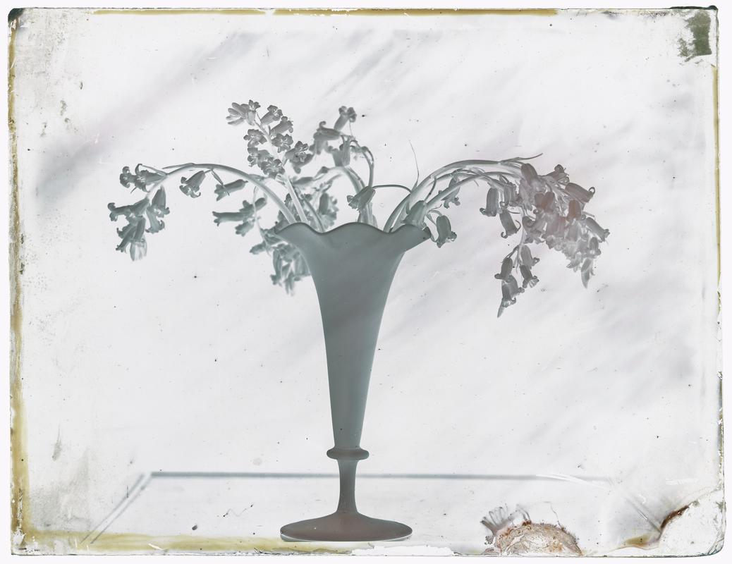 Vase of bluebells, glass negative