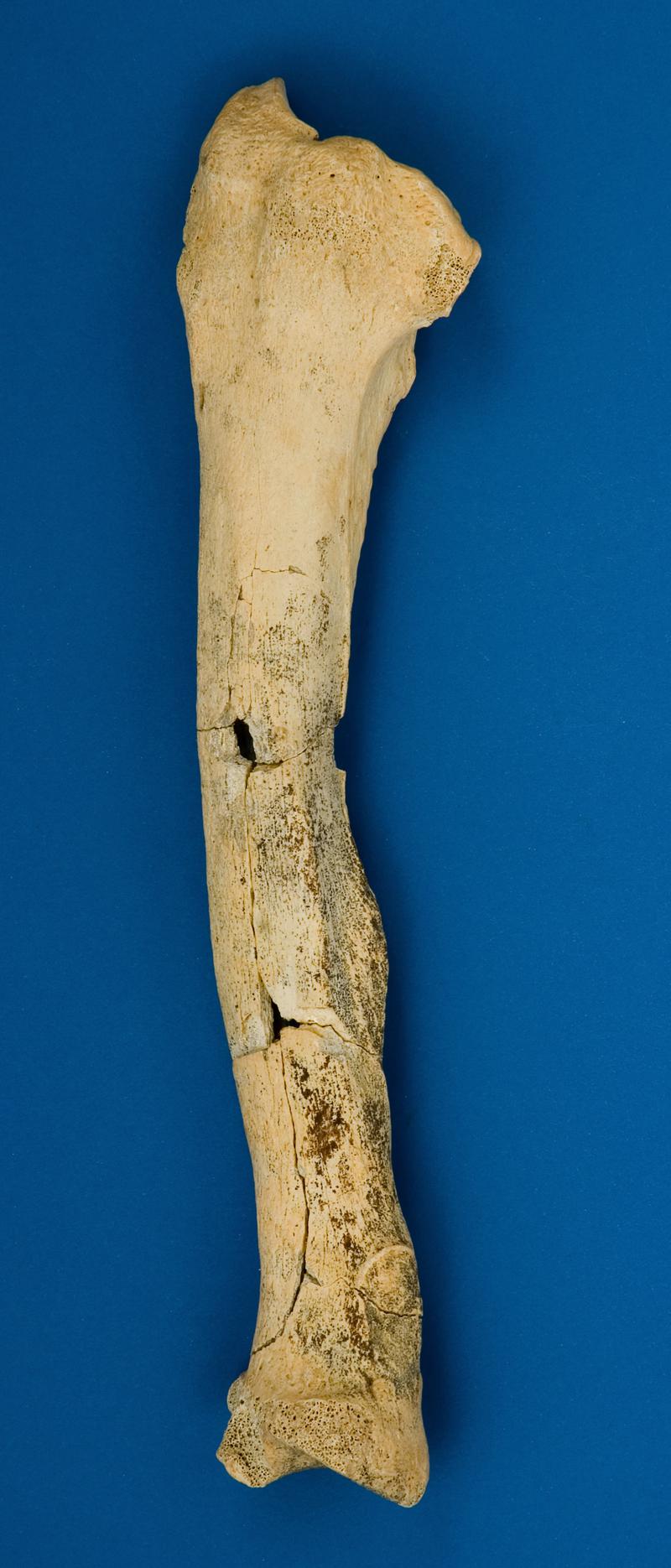 Bear bone . Pontnewydd Cave