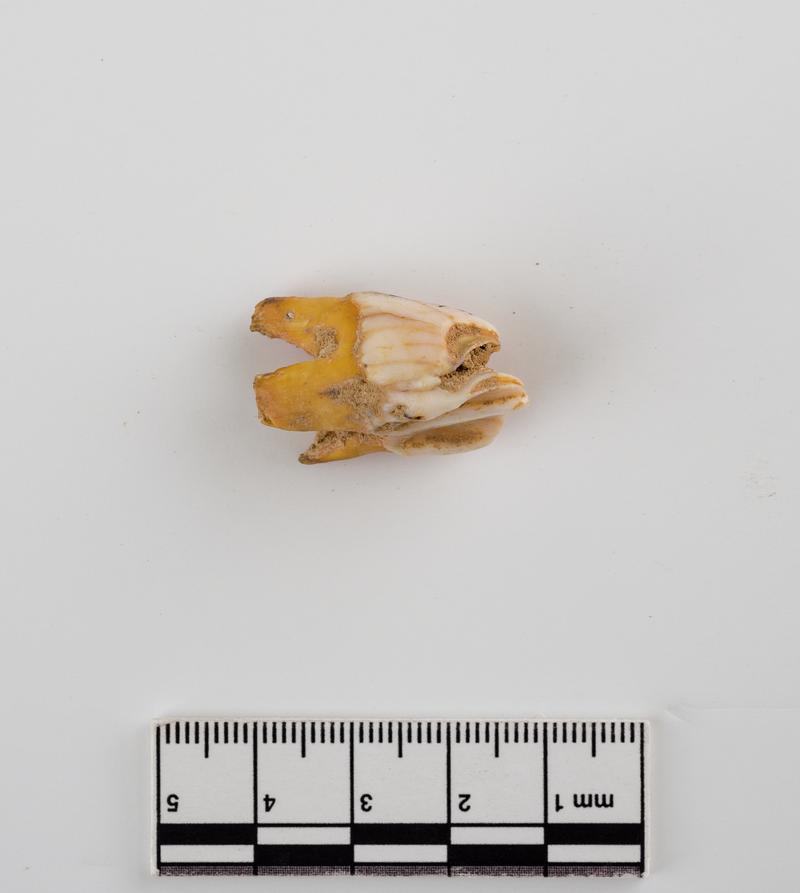 Pleistocene reindeer tooth