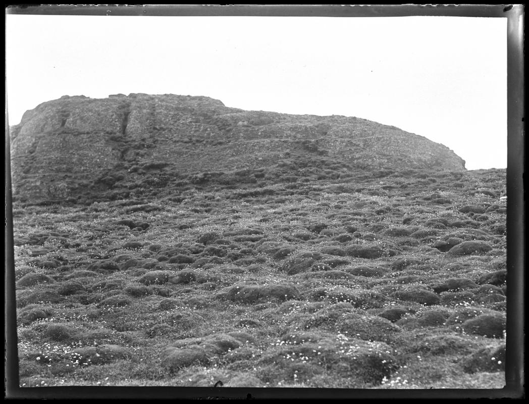 Manx Shearwaters, glass negative