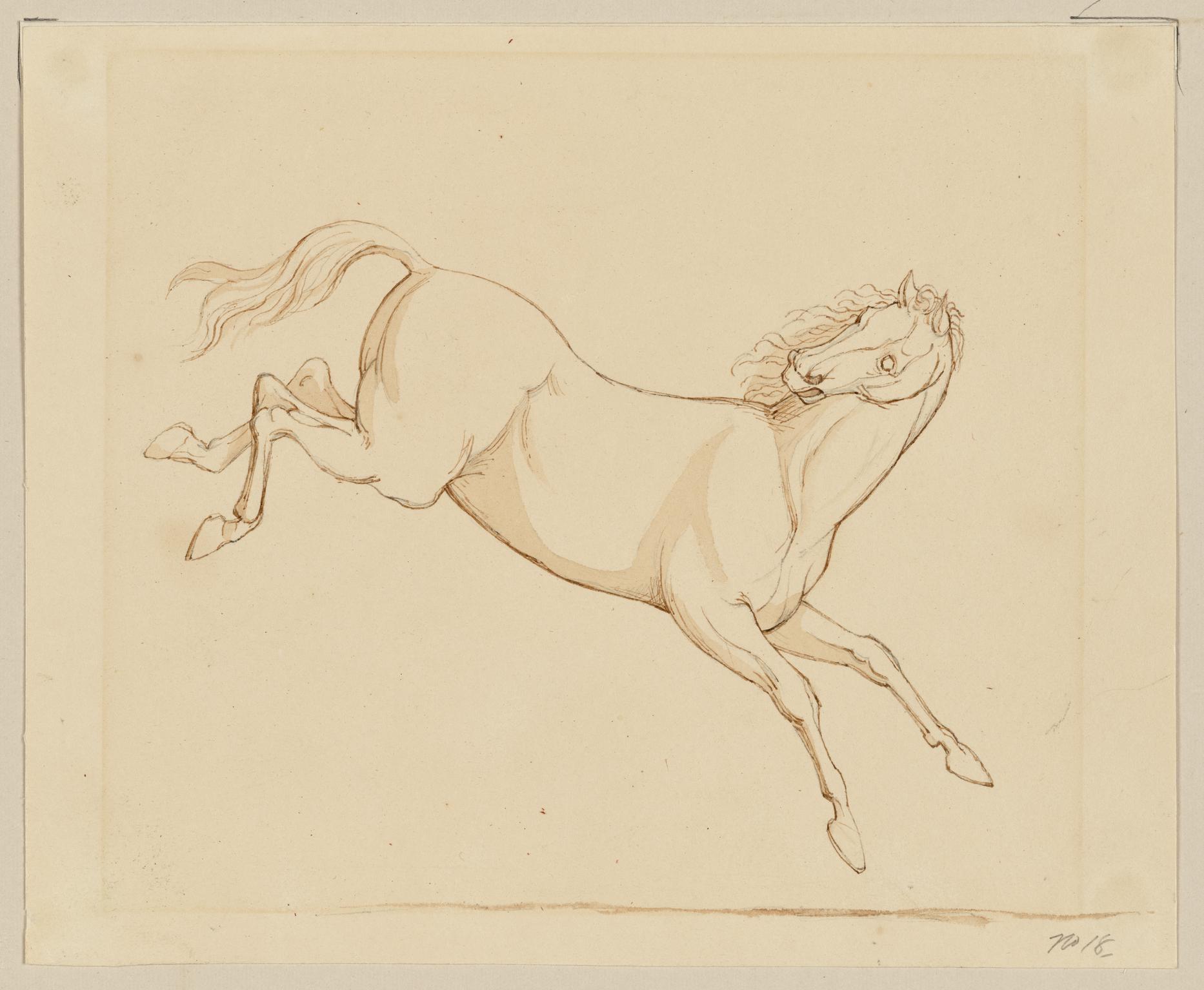 Horse prancing