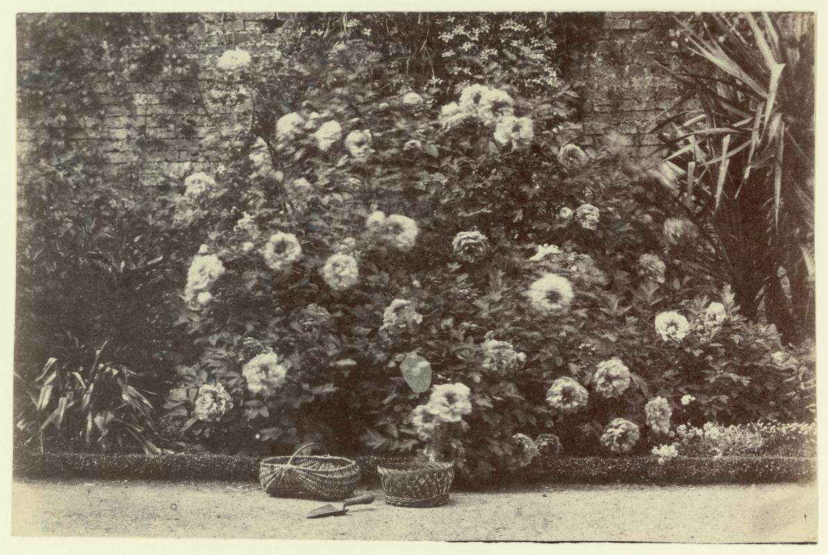 Tree peony, photograph