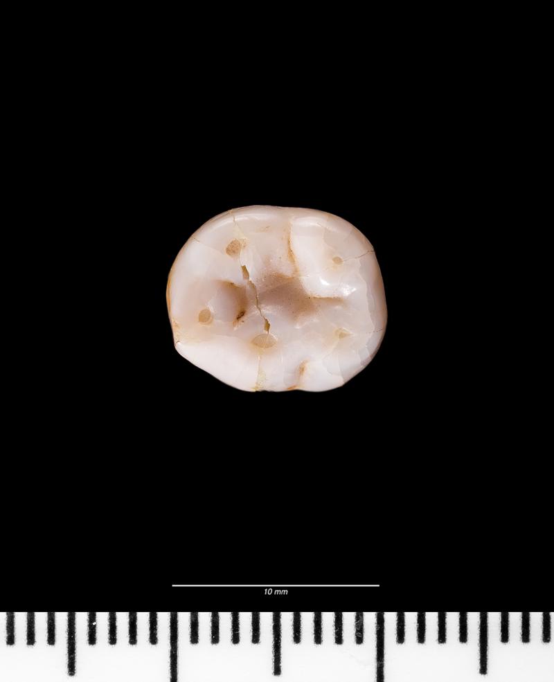 Roman milk teeth