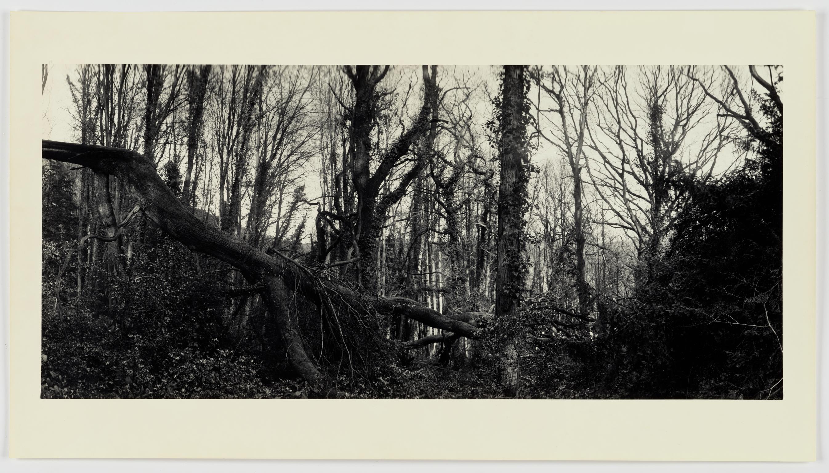 Monster Forest near Tintern, Gwent, April 1979