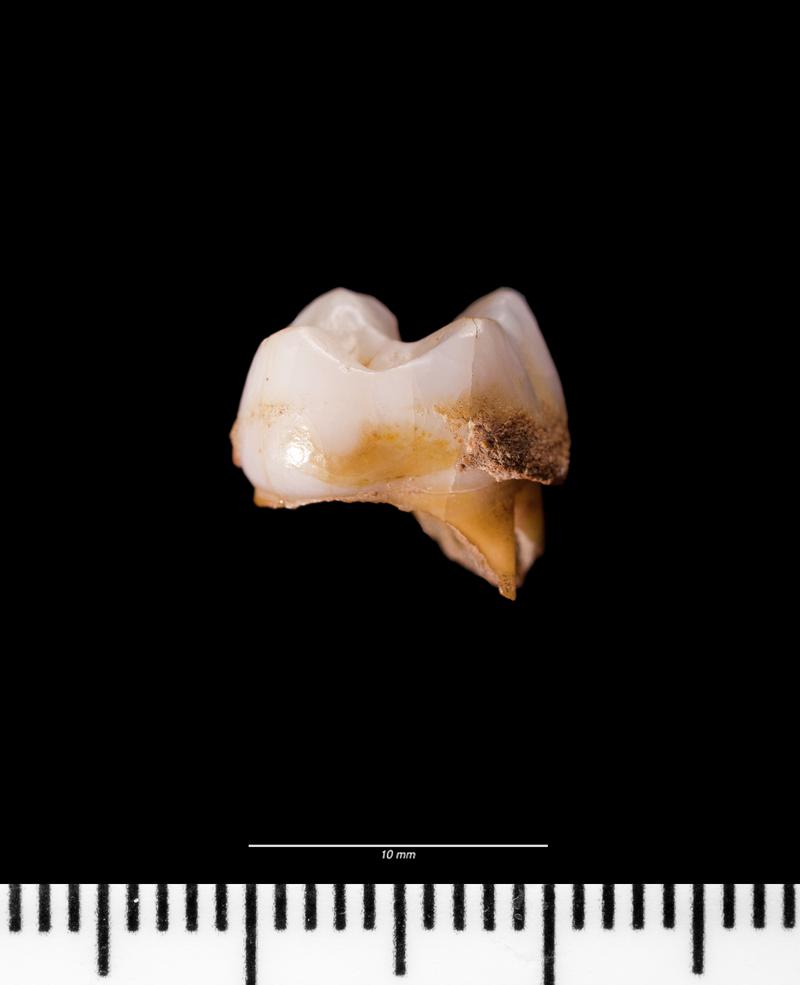 Roman milk teeth