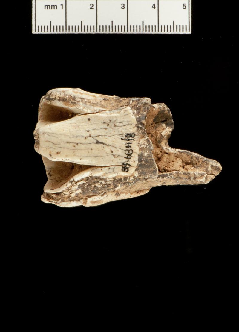 Pleistocene woolly rhinoceros tooth