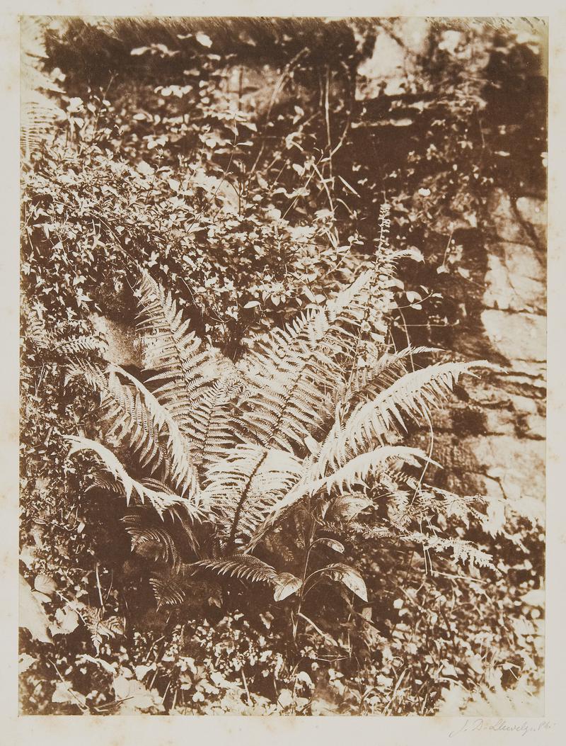 Ferns, photograph