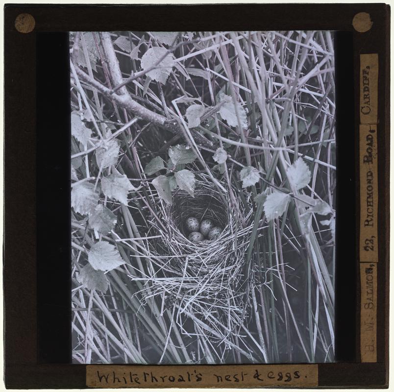 Whitethroat nest, lantern slide
