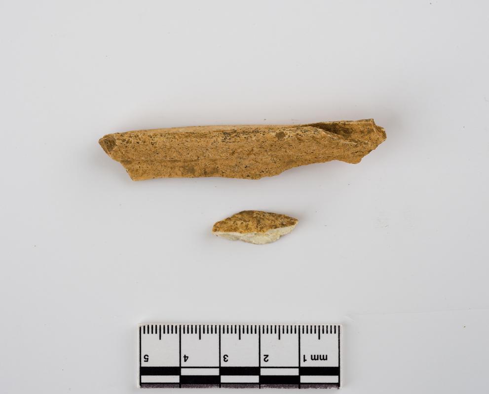 Pleistocene deer bone