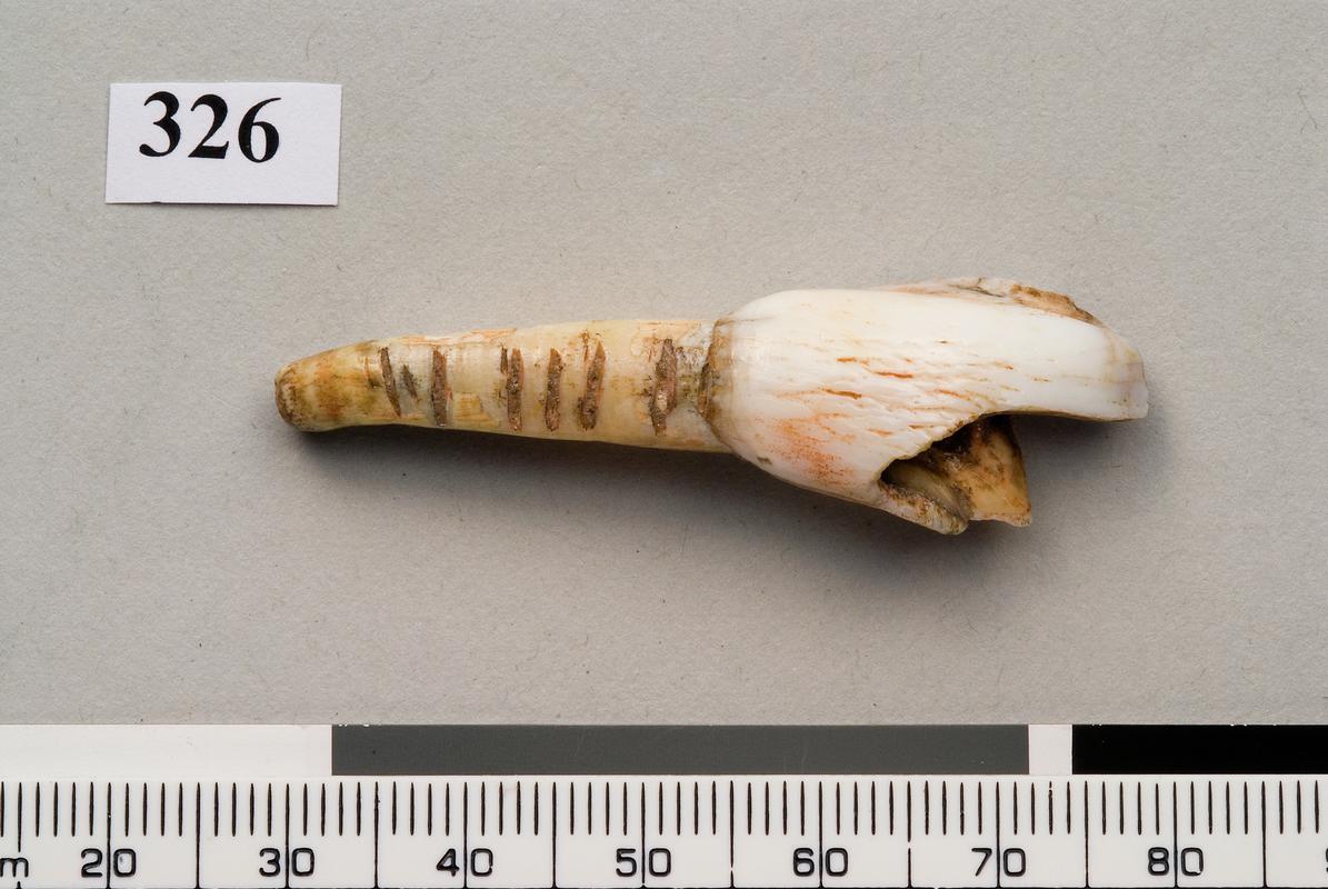 Upper Palaeolithic perforated tooth