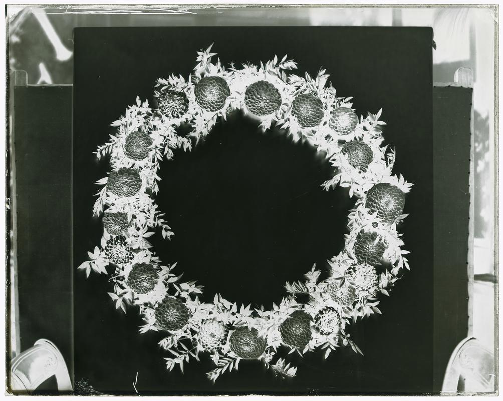 Wreath of dahlias, glass negative