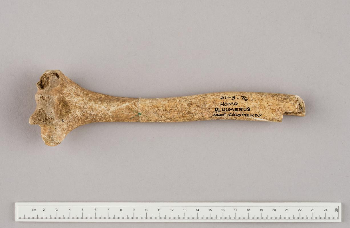 Prehistoric human bone