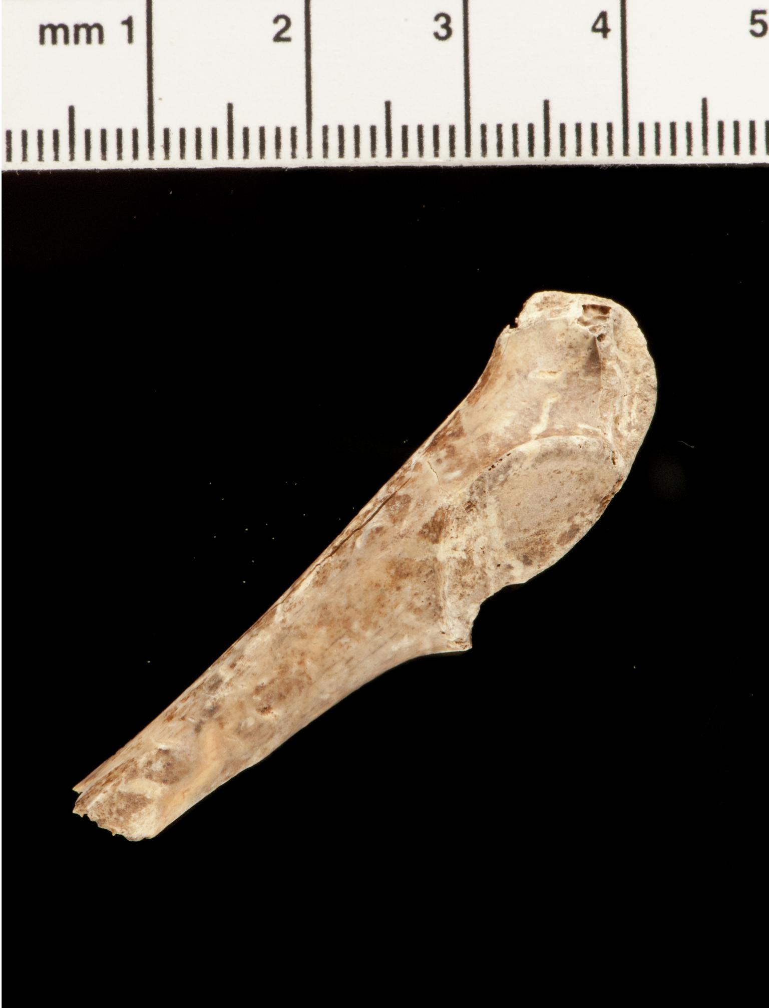 Pleistocene barnacle goose bone