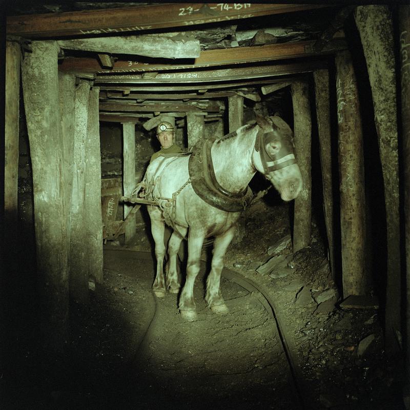 Colour film negative showing a pit pony at work, Tower Colliery, December 1979.  'Tower Colliery' is transcribed from original negative bag.