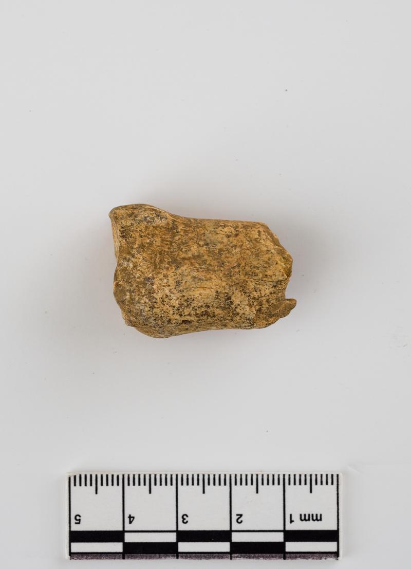 Pleistocene deer bone