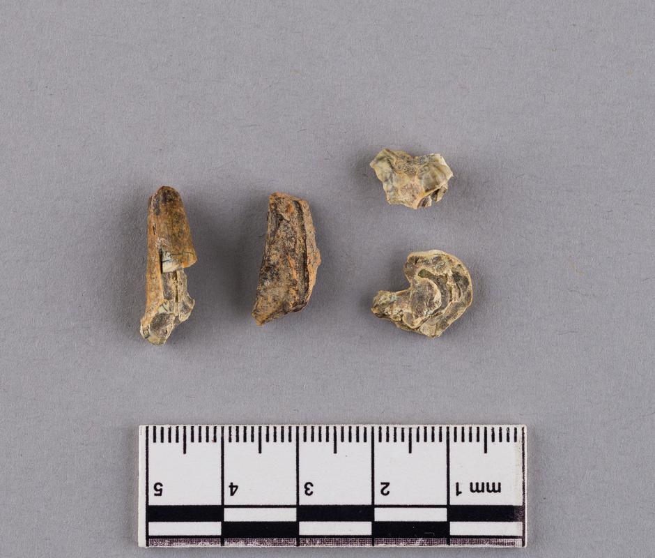 Pleistocene wolf tooth . Pontnewydd Cave