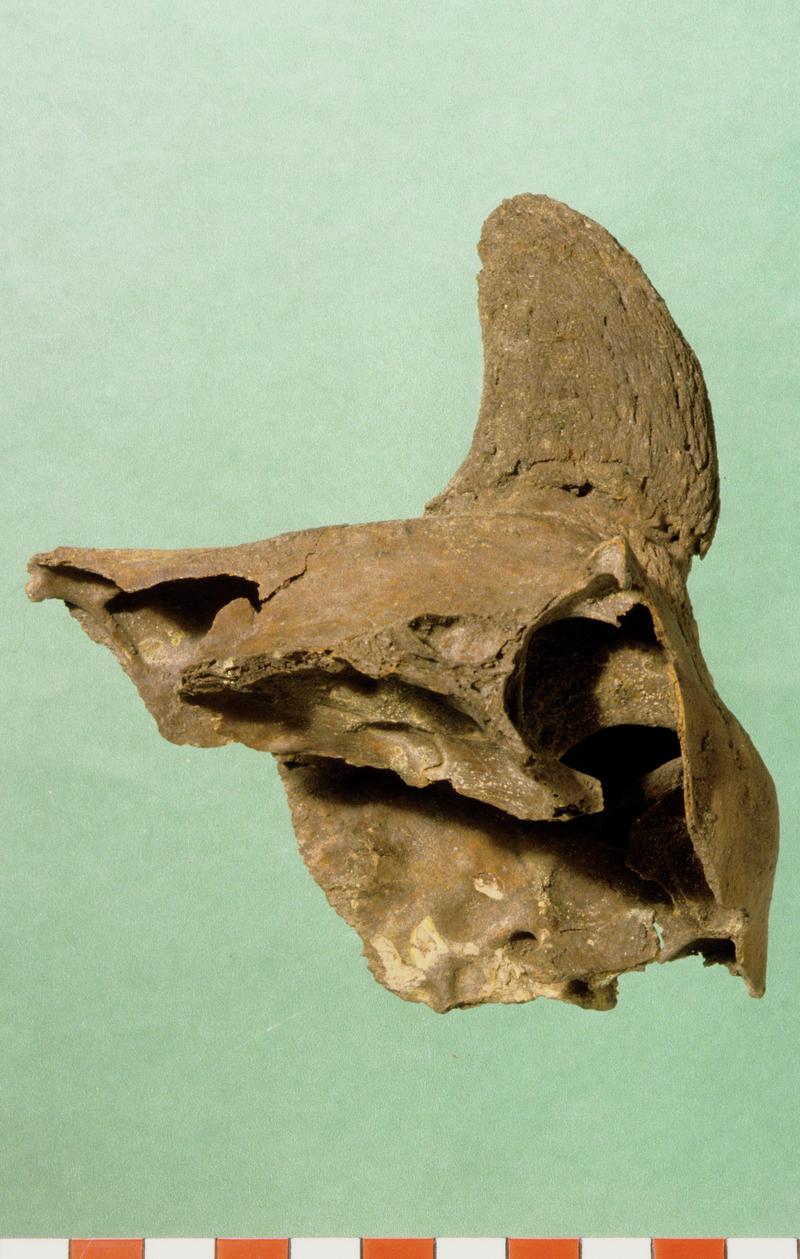 Undated animal remains