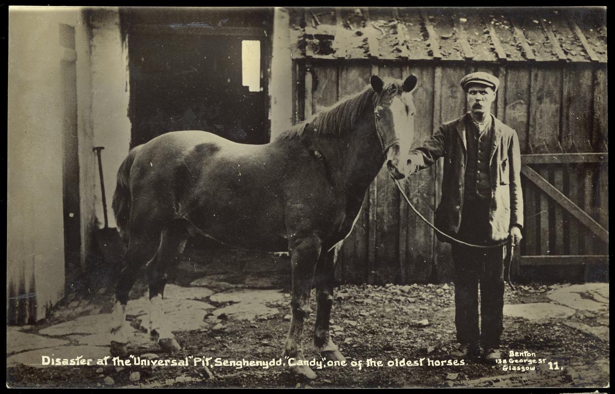 Universal Colliery, Senghenydd. Disaster at the "Universal Pit", Senghenydd. "Candy", one of the oldest horses.