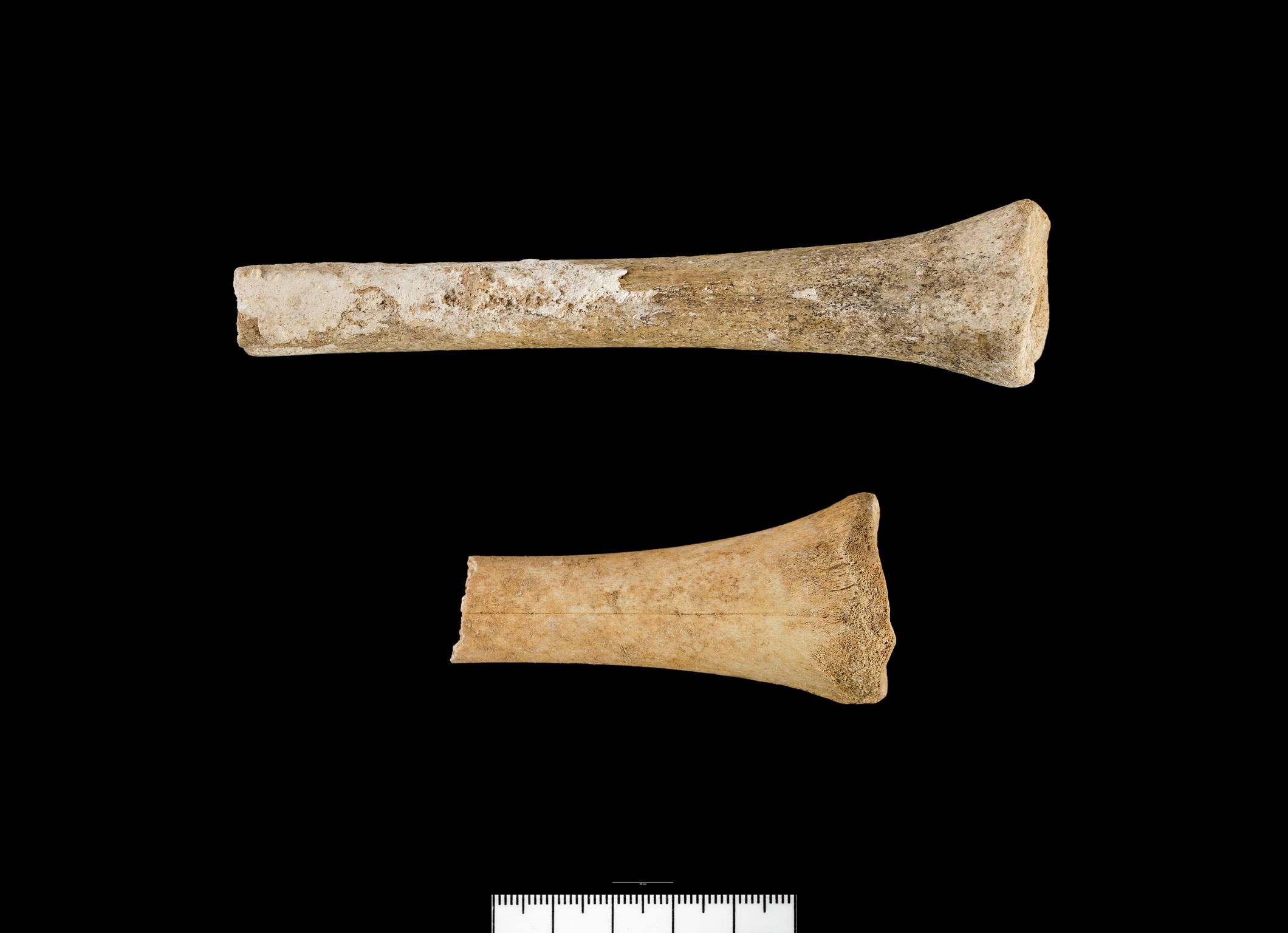 Holocene animal bone