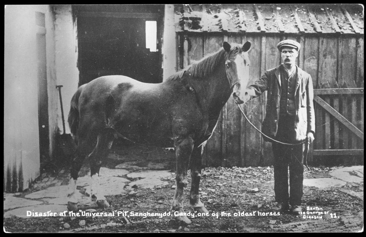 Universal Colliery, Senghenydd. Disaster at the "Universal Pit", Senghenydd. "Candy", one of the oldest horses.