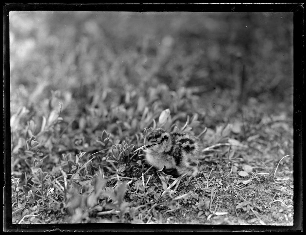 Redshank, glass negative