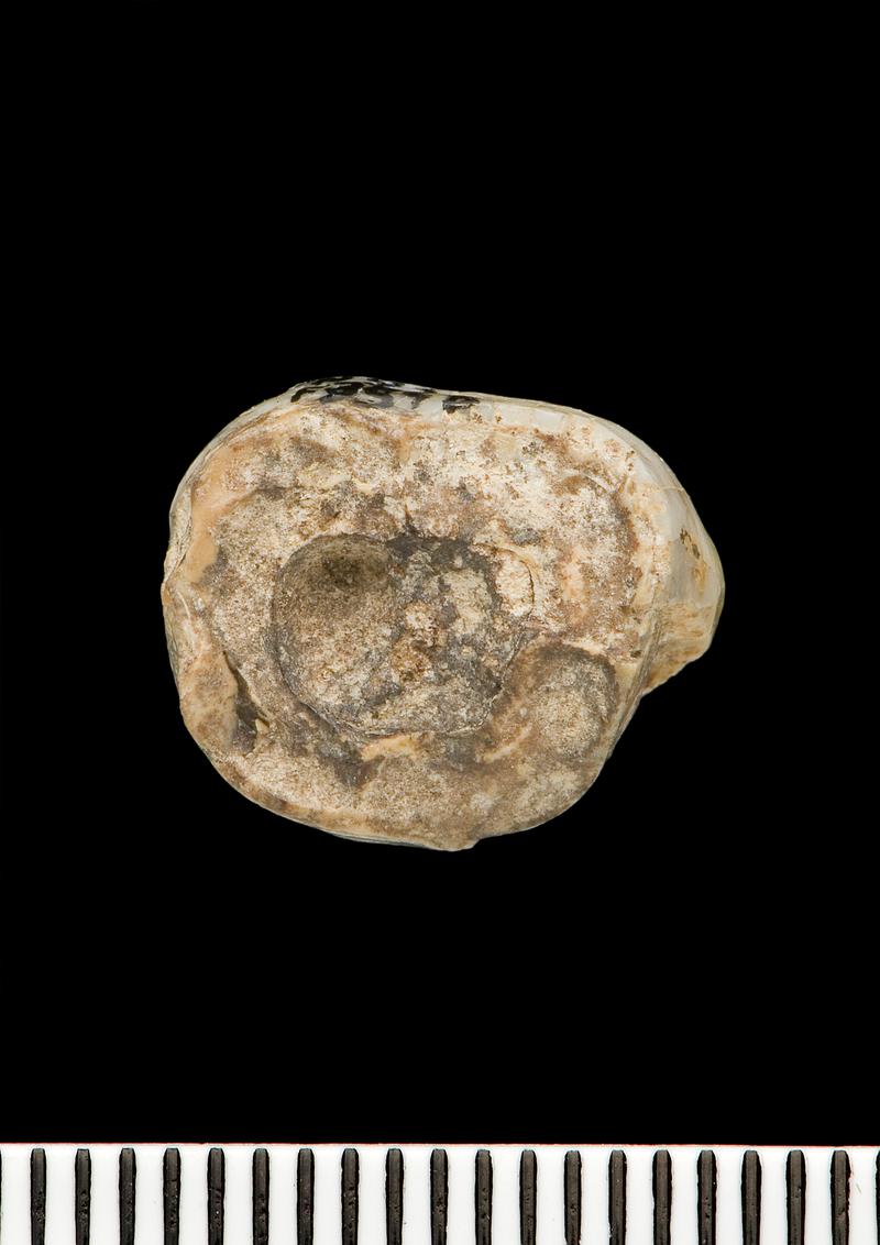 Lower Palaeolithic Neanderthal molar