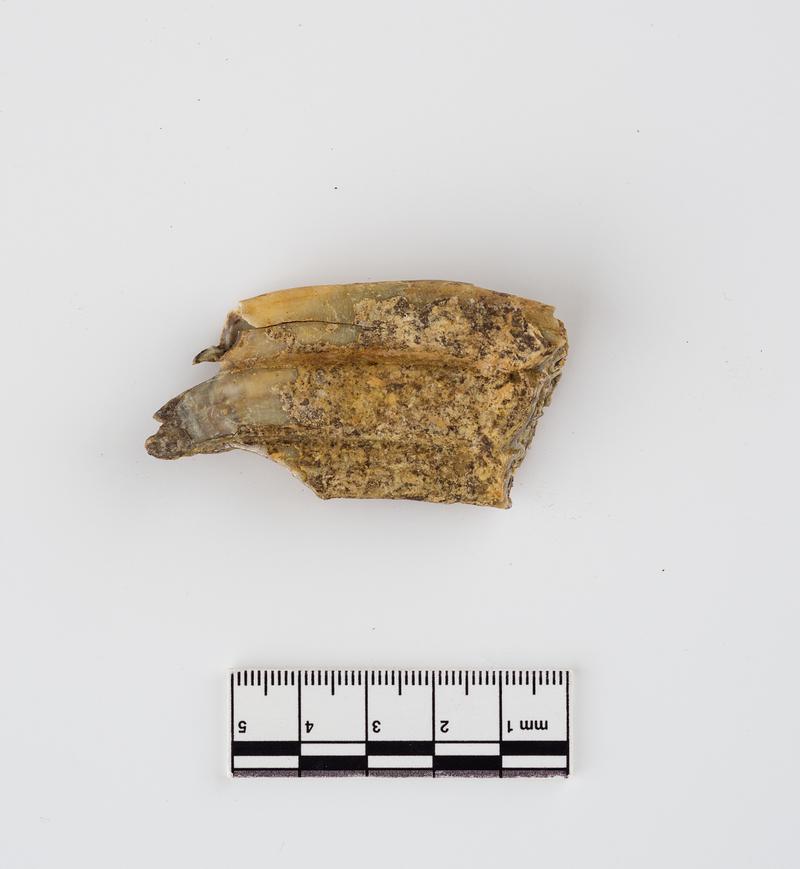 Pleistocene horse tooth