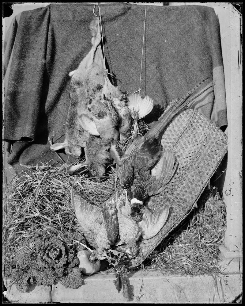 dead birds and rabbits, glass negative