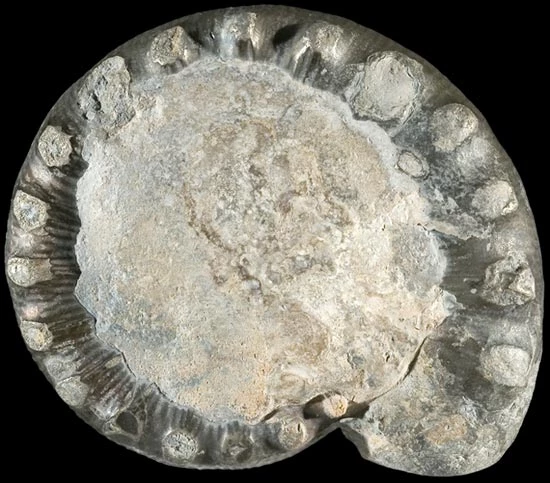 Ochr isaf sbesimen parod