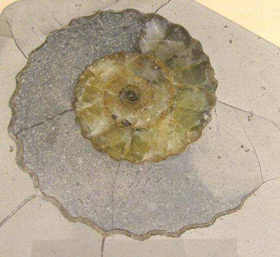 Section through an ammonite showing the chambers 