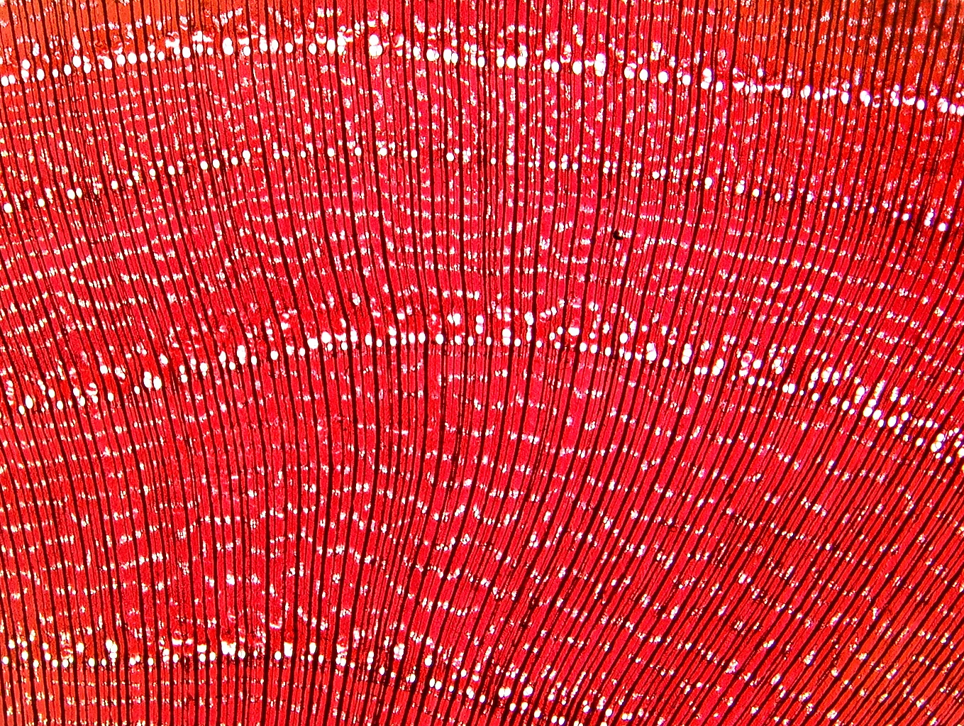 Stained slide of Wych Elm