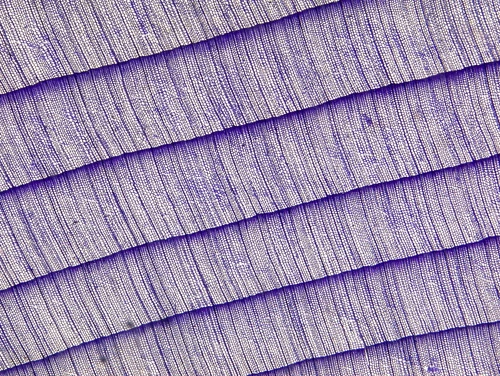 Stained slide of Japanese Fir