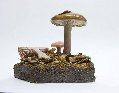 Fungi Lepista nuda