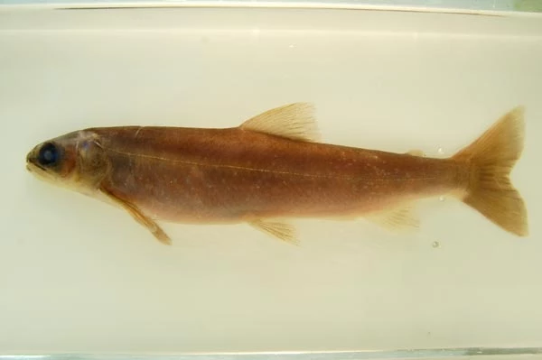 Sbesimen wedi'i gadw o Dorgoch neu Arctic Charr (Salvelinus alpinus)