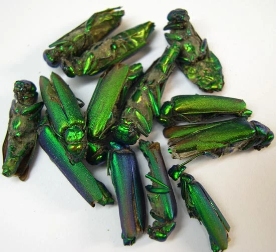 Gwelir Chwilod Chwysigen ym mhob math o lefydd megis de Ewrop, Canolbarth Asia a Siberia.