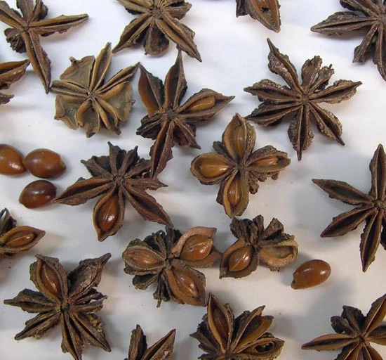 Coeden Anis Siapaneaidd, sy'n edrych yn debyg i'r sbeis coginiol Coeden Anis Tsieineaidd.