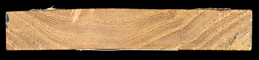 Section of Elm showing wavy grain