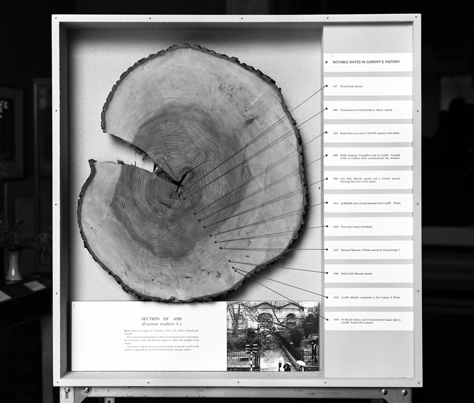 Section of Ash blown down in the Hayes, Cardiff.