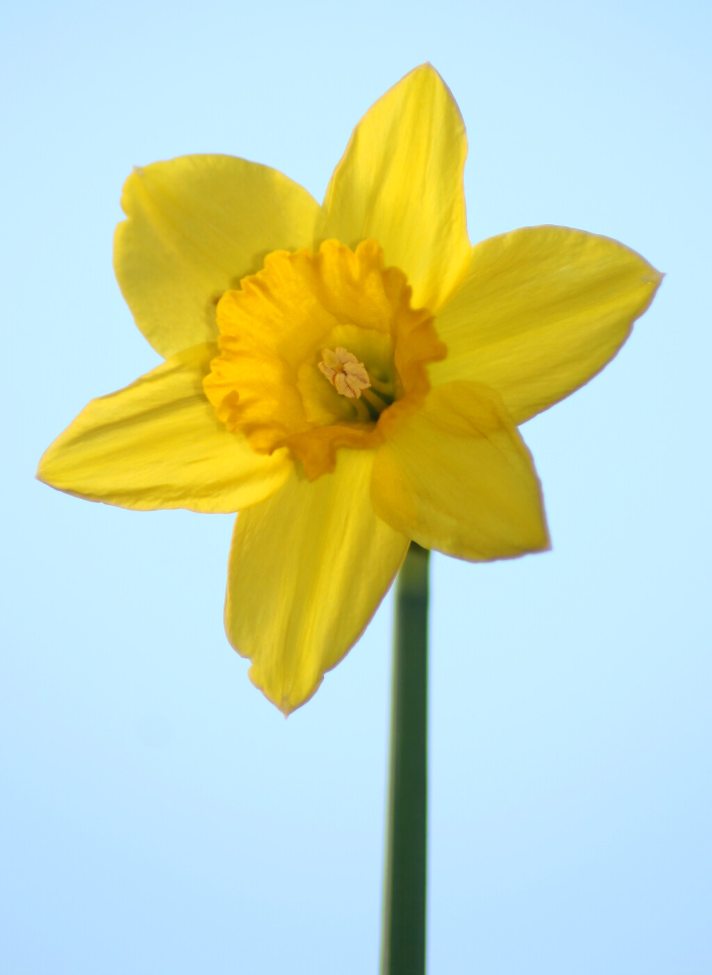 Daffodil symbol